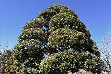 庭院樹木|庭木図鑑 植木ペディア